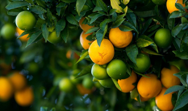 A Mediterranean touch: citrus fruits in the garden