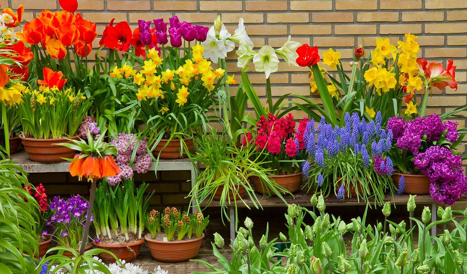 Garden design tips for spring: hyacinth, tulips and daffodil