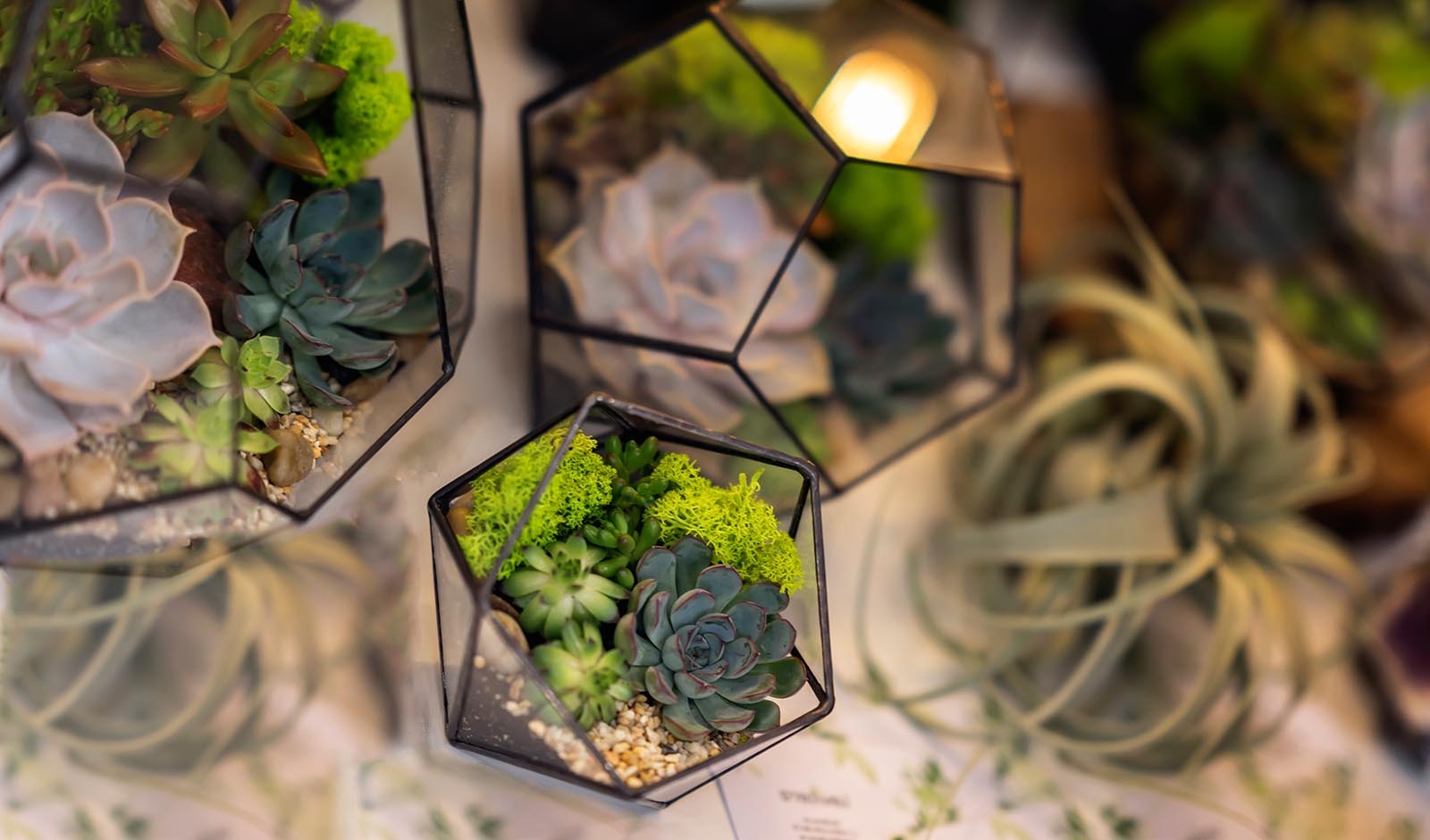 Mikrokertek: miniatűr kompozíciók szukkulensekkel
